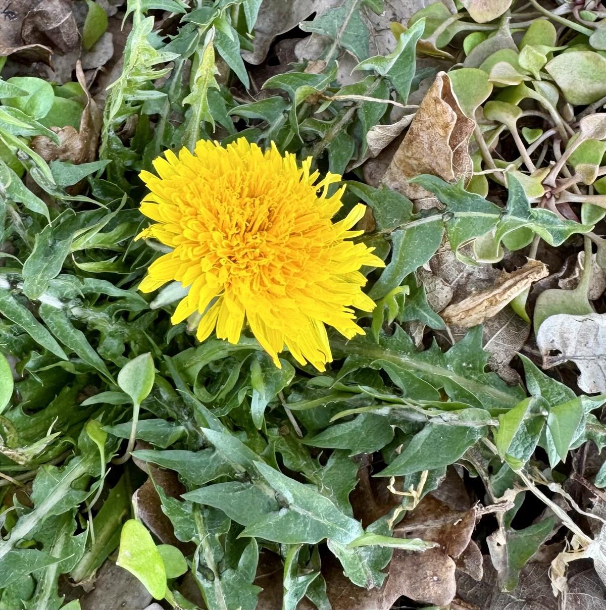 Taraxacum subhamatum (door Jelle Hofstra)