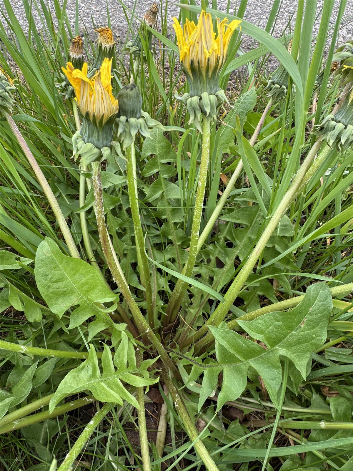 Taraxacum subhuelphersianum (door Jelle Hofstra)