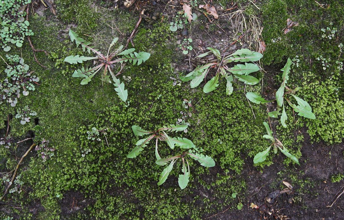 Taraxacum atactum (door Jelle J. Hofstra)