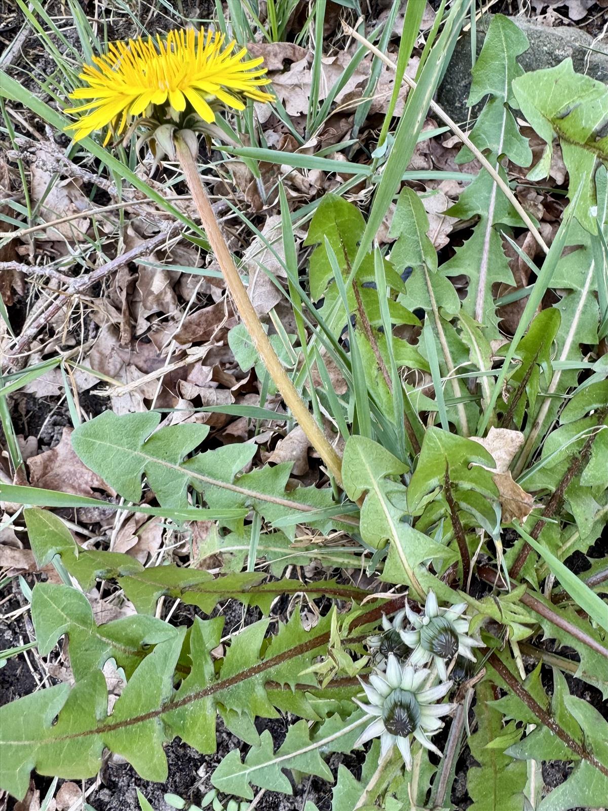 Taraxacum pseudohamatum (door Jelle Hofstra)