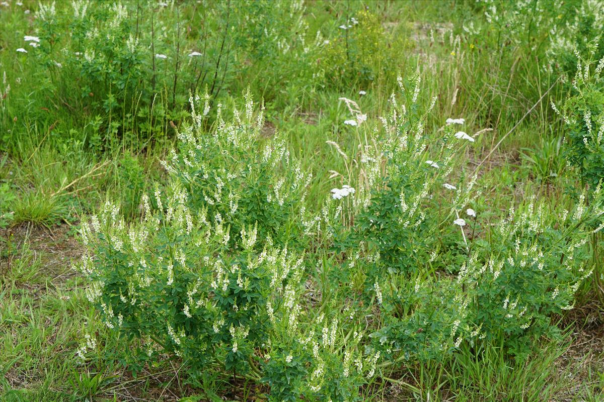 Melilotus albus (door Jetske Metzlar)