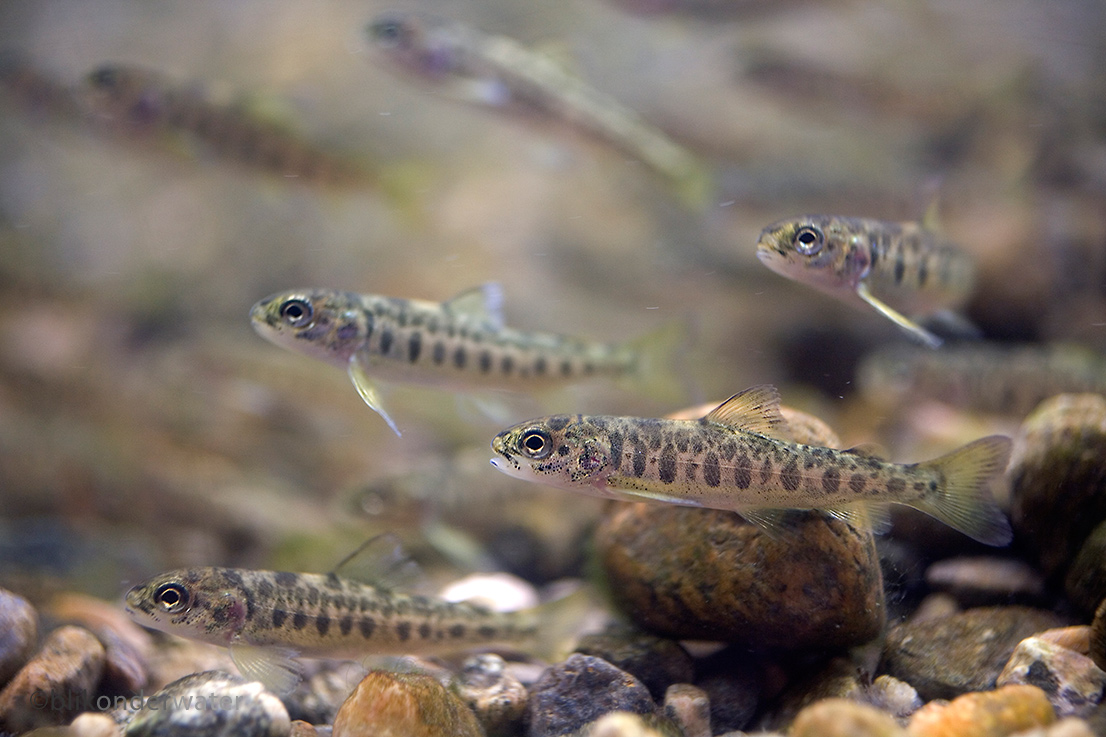 Salmo salar (door blikonderwater)