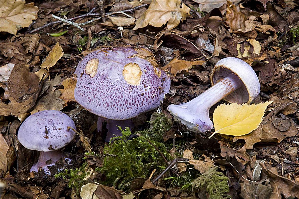 Cortinarius sodagnitus (door Nico Dam)