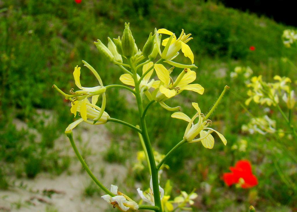 Sisymbrium altissimum (door Joop Verburg)