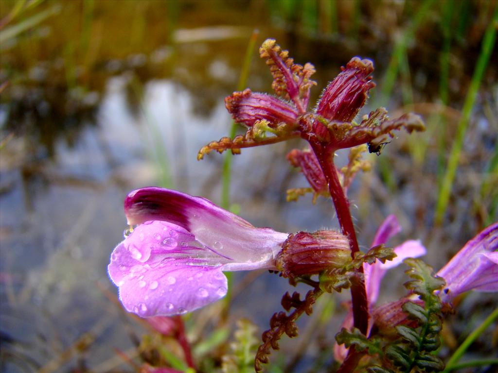 Pedicularis palustris (door Joop Verburg)