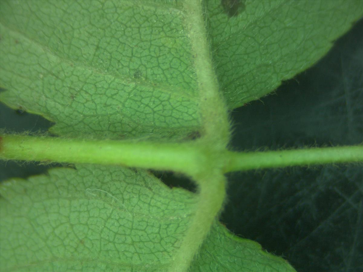 Rosa corymbifera (door Jan Klinckenberg)