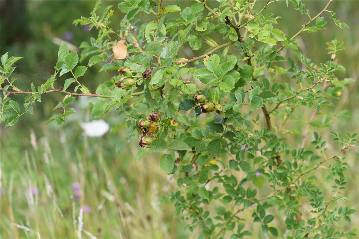 Rosa corymbifera (door Jan Klinckenberg)