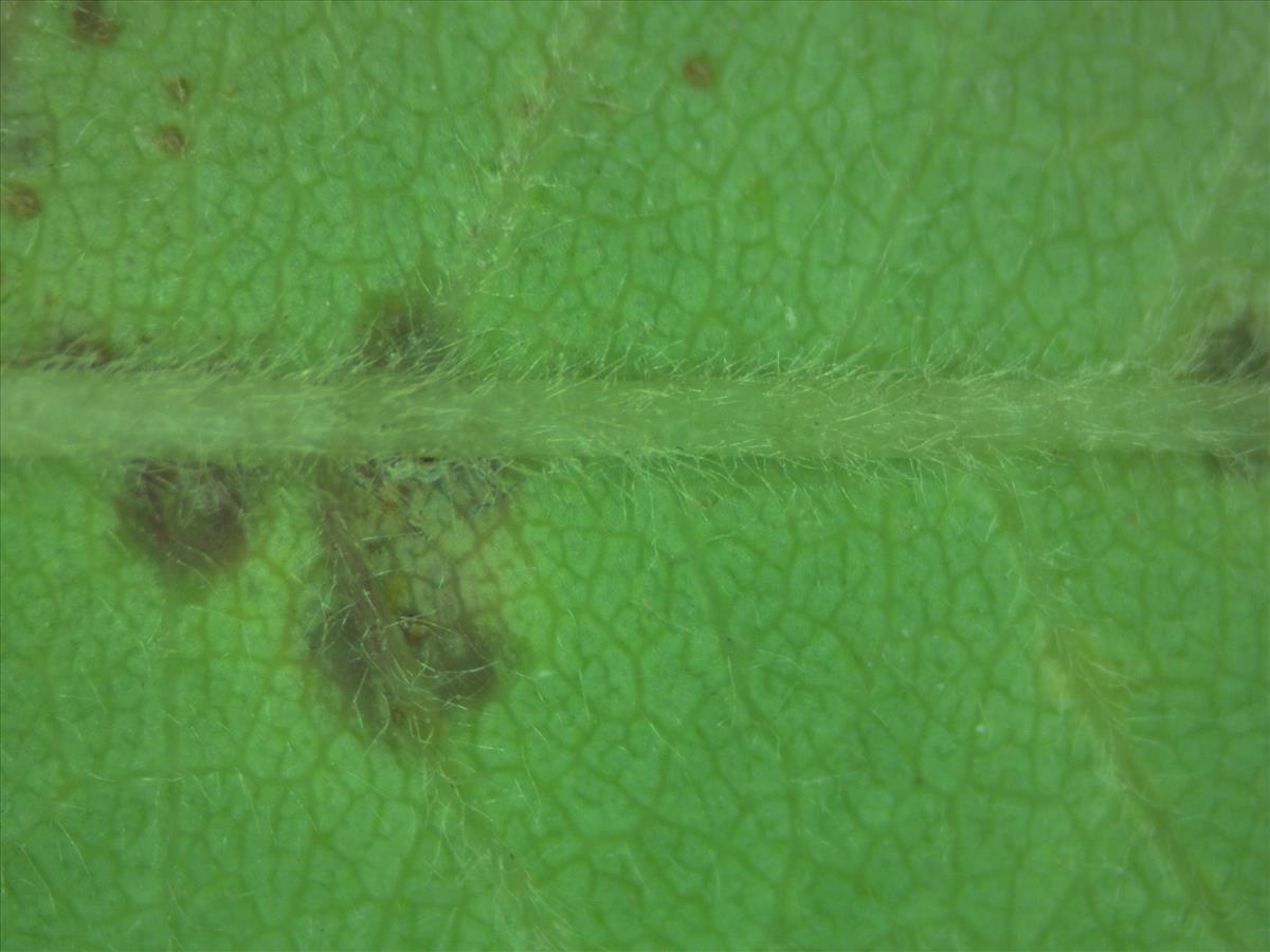 Rosa corymbifera (door Jan Klinckenberg)