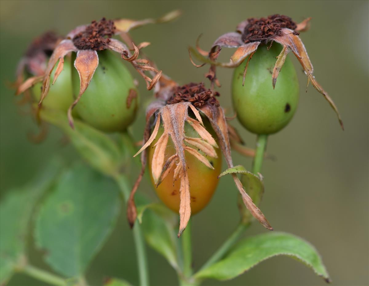 Rosa corymbifera (door Jan Klinckenberg)