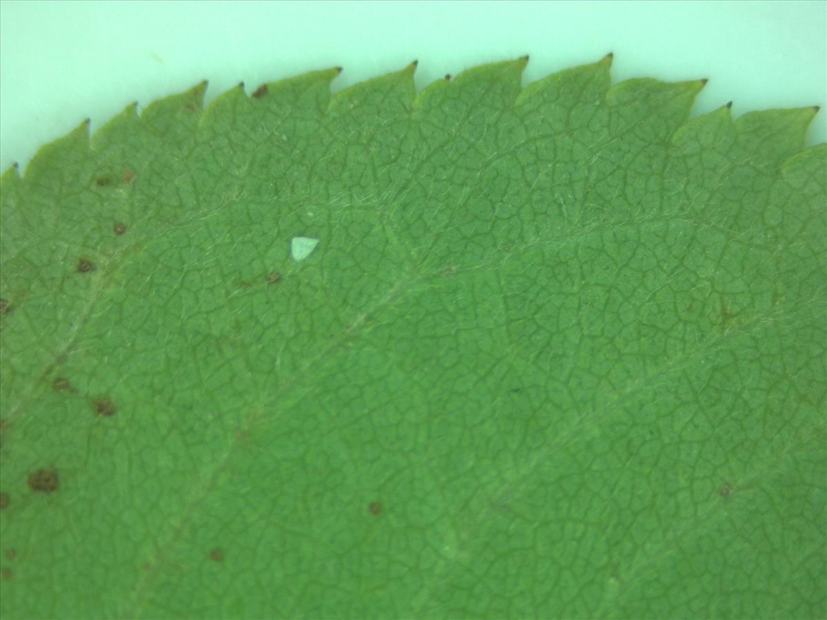 Rosa corymbifera (door Jan Klinckenberg)