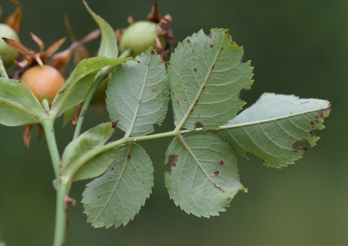 Rosa corymbifera (door Jan Klinckenberg)