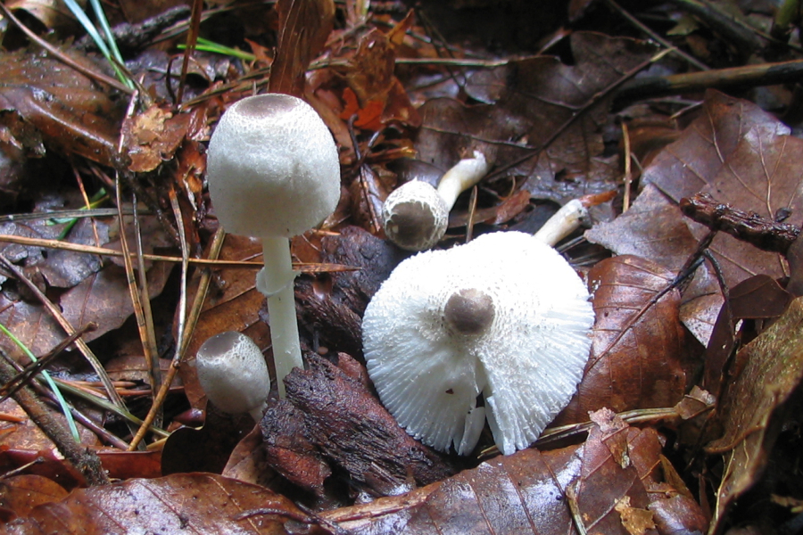 Leucocoprinus brebissonii (door Paul Coene)