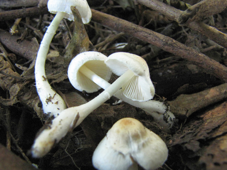 Leucoagaricus sericifer (door Paul Coene)