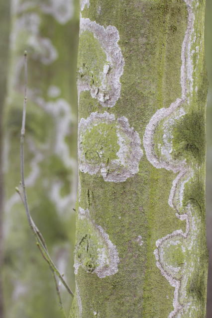 Athelia arachnoidea (door Henk Verbiesen)