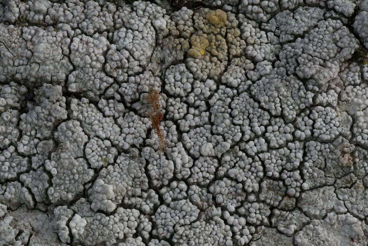 Lecanora subcarpinea (door Hans Toetenel)