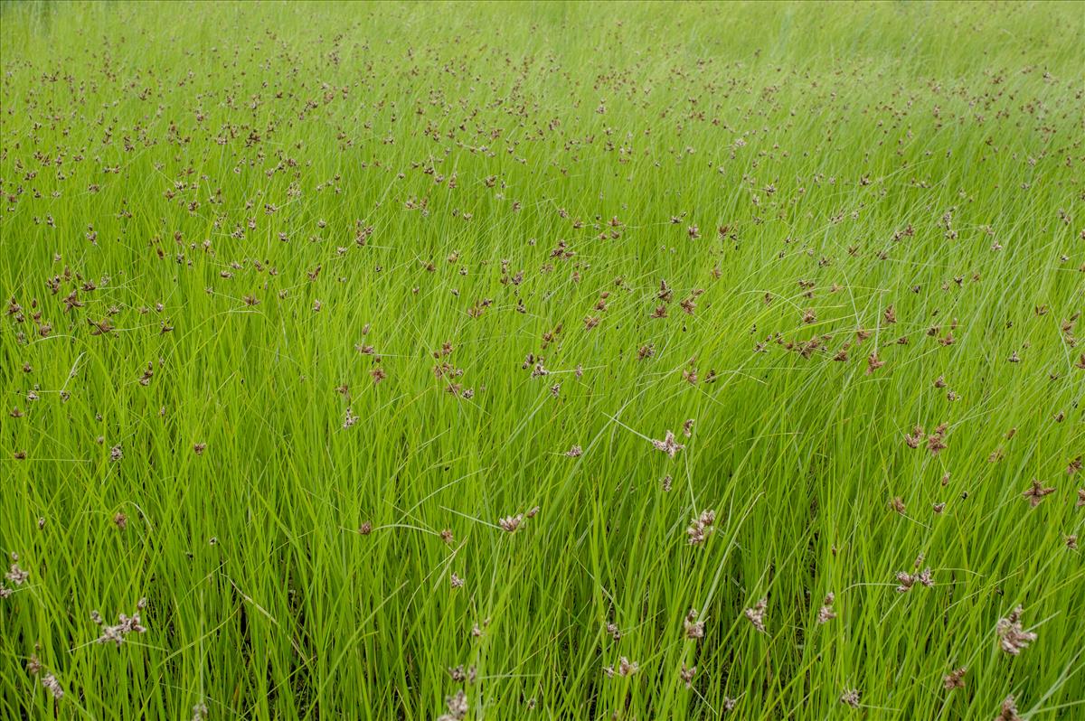 Bolboschoenus maritimus (door Rense Haveman)