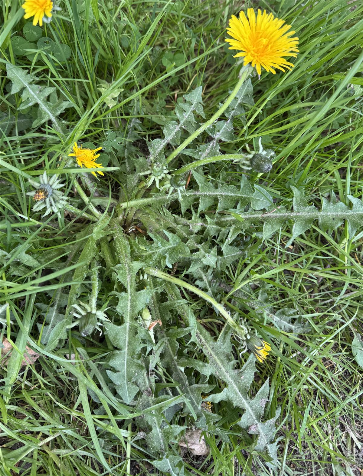 Taraxacum trilobatum (door Jelle Hofstra)