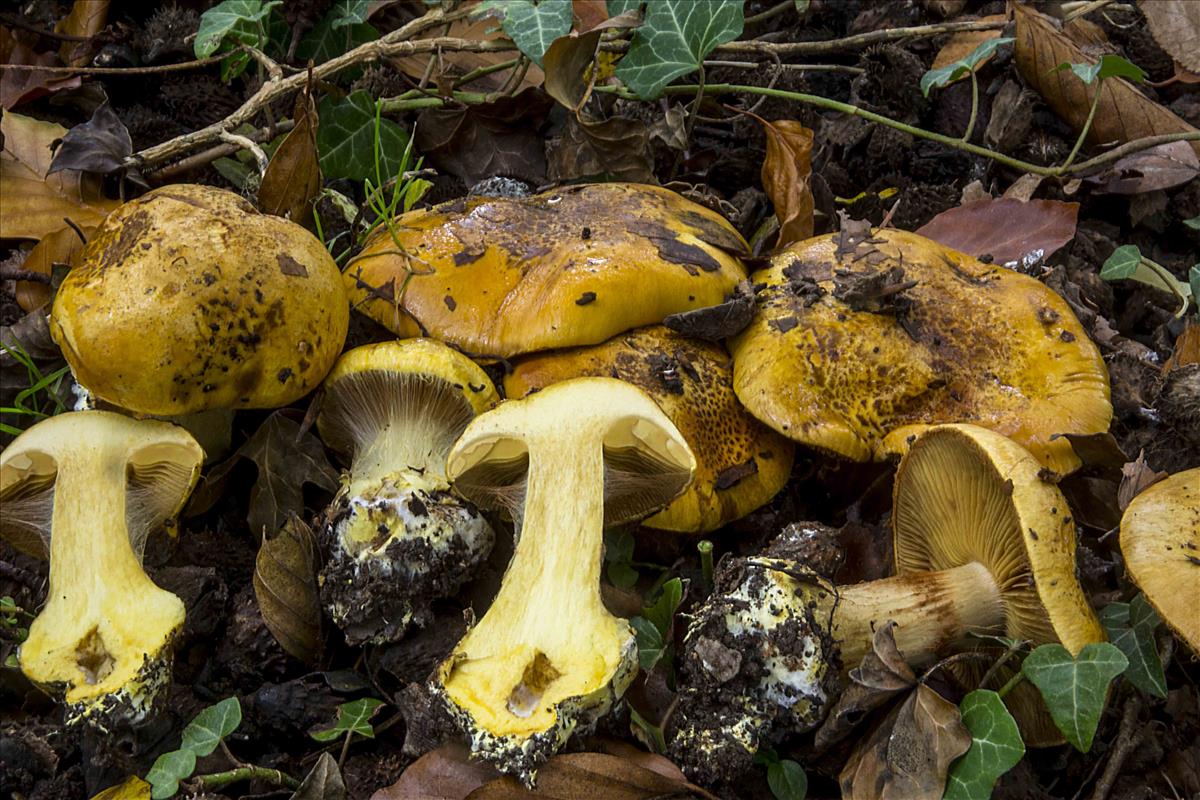 Cortinarius majusculus (door Nico Dam)