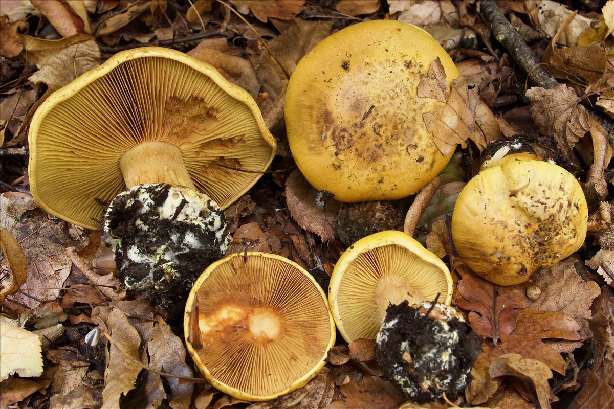 Cortinarius majusculus (door Peter Verstraeten)