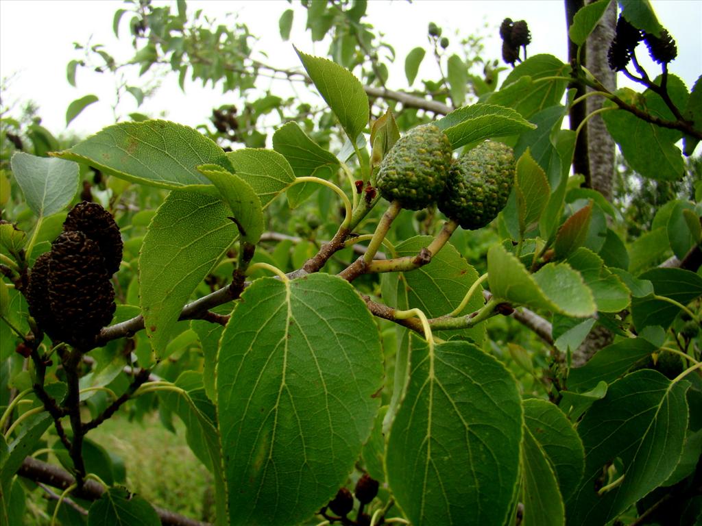 Alnus cordata (door Joop Verburg)