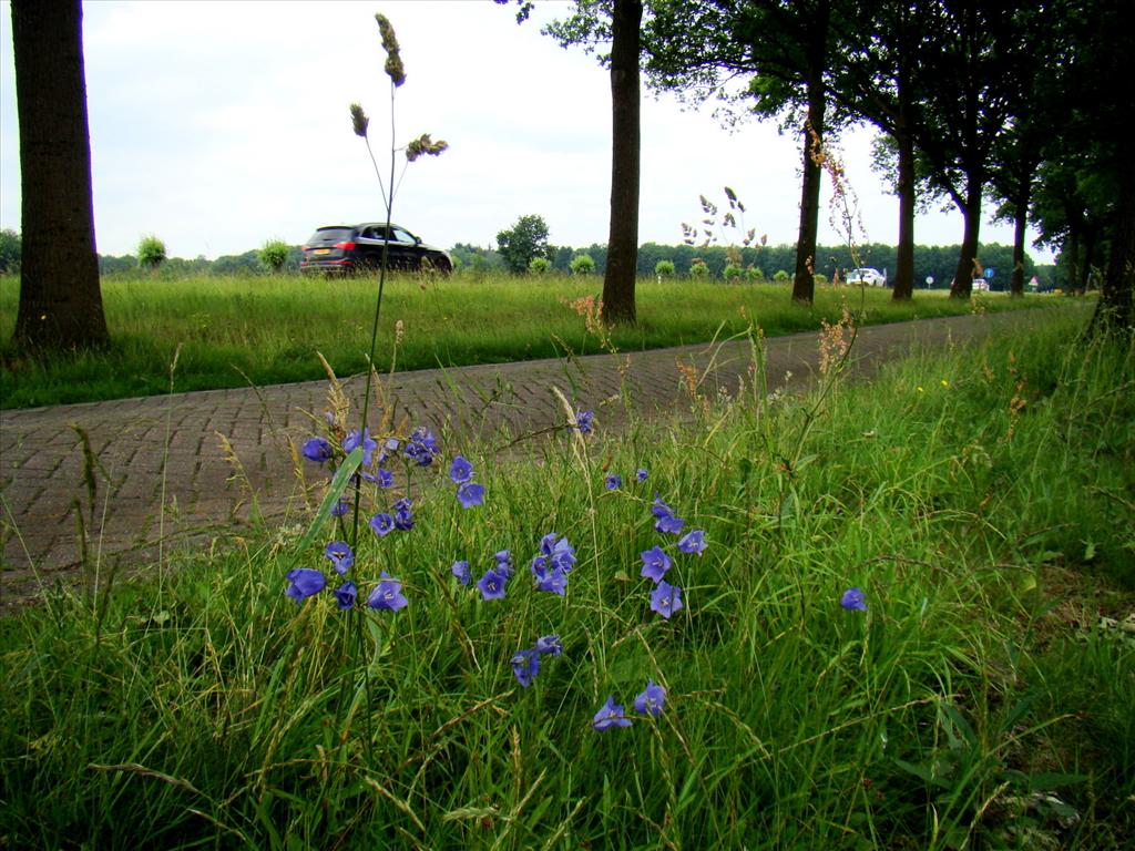 Campanula persicifolia (door Joop Verburg)