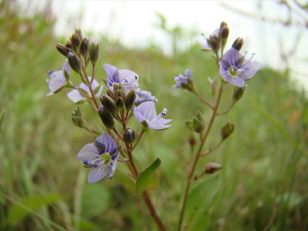 Veronica anagallis-aquatica (door Joop Verburg)