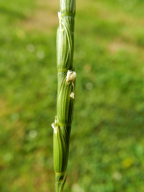 Aegilops cylindrica (door Rutger Barendse)