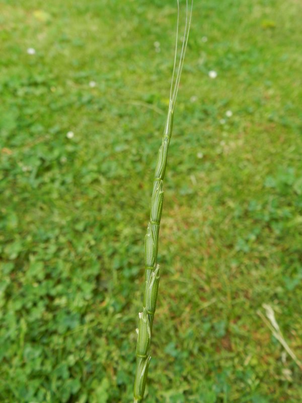 Aegilops cylindrica (door Rutger Barendse)