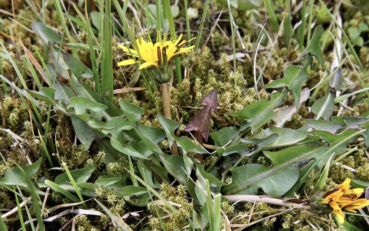 Taraxacum frugale (door Jelle J. Hofstra)