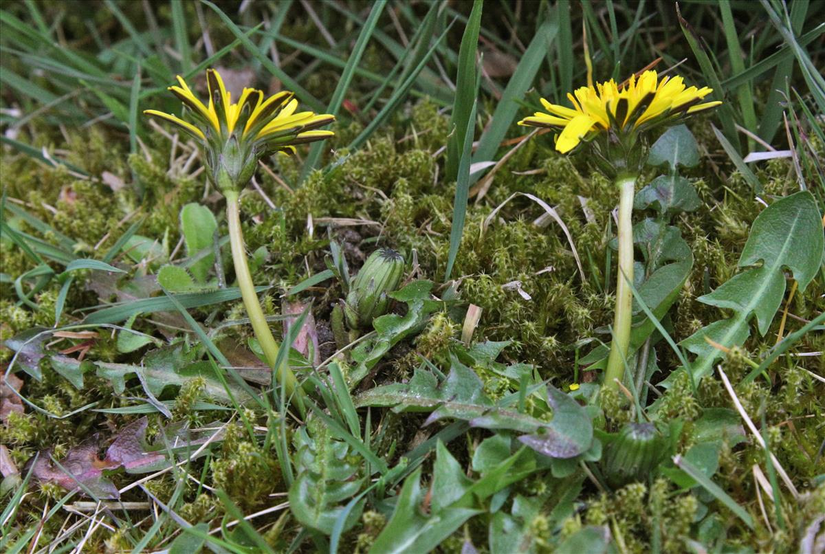 Taraxacum hygrophilum (door Jelle J. Hofstra)