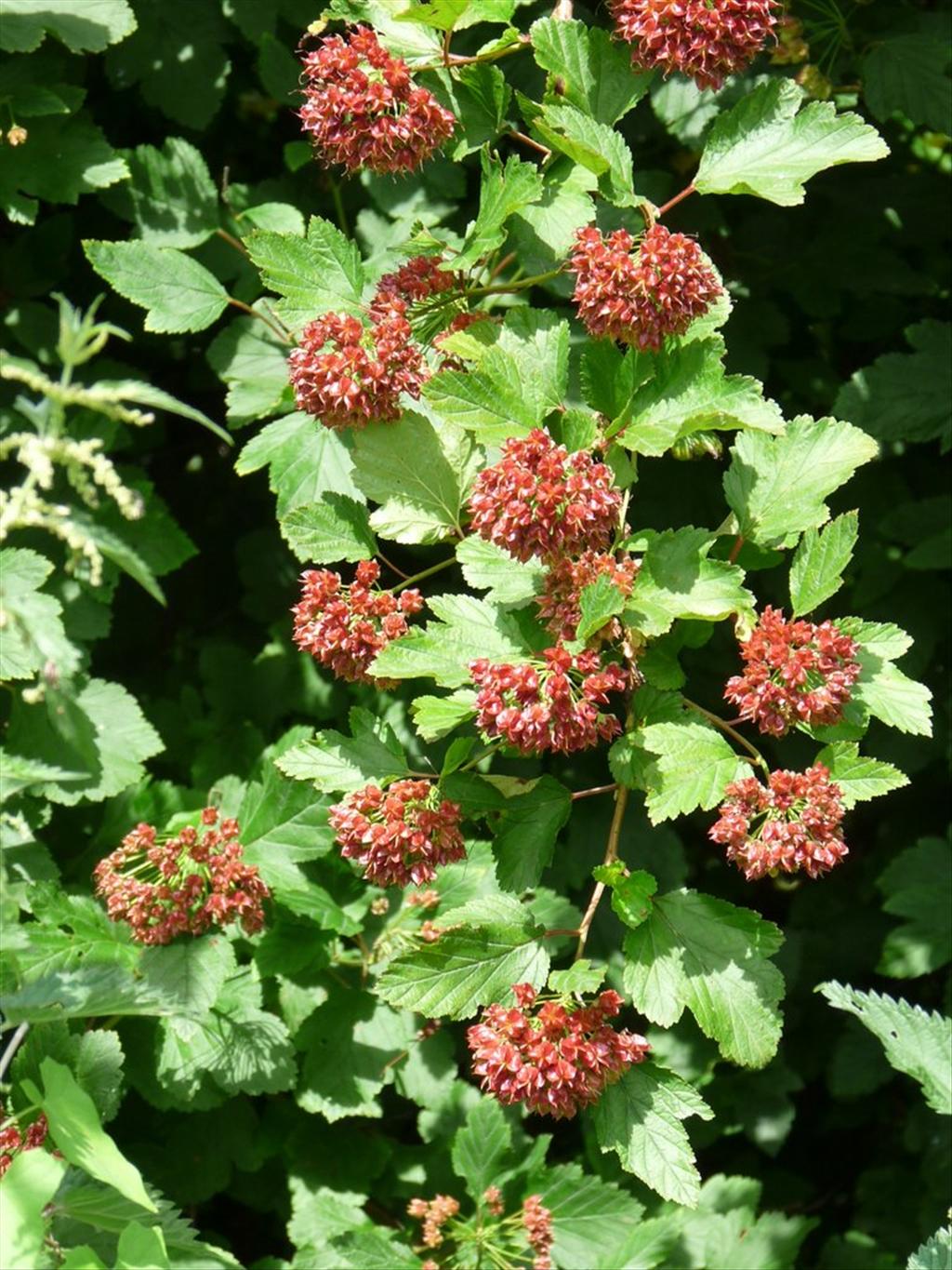 Physocarpus opulifolius (door Willemien Troelstra)