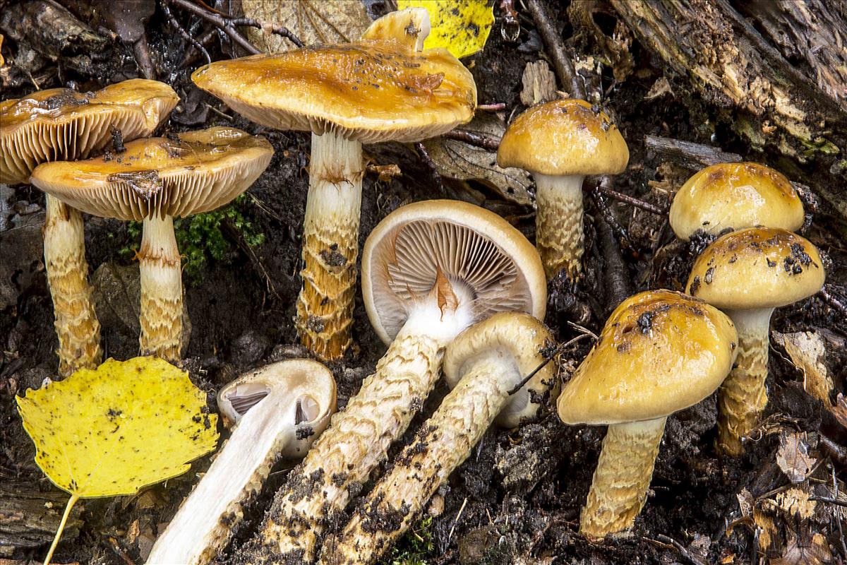 Cortinarius trivialis (door Nico Dam)