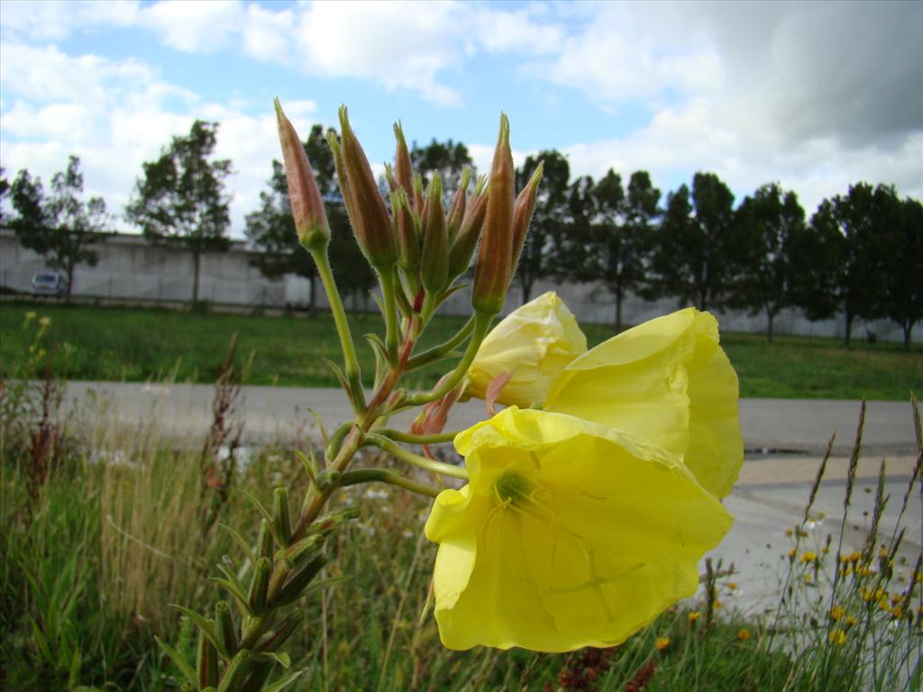 Oenothera glazioviana (door Joop Verburg)