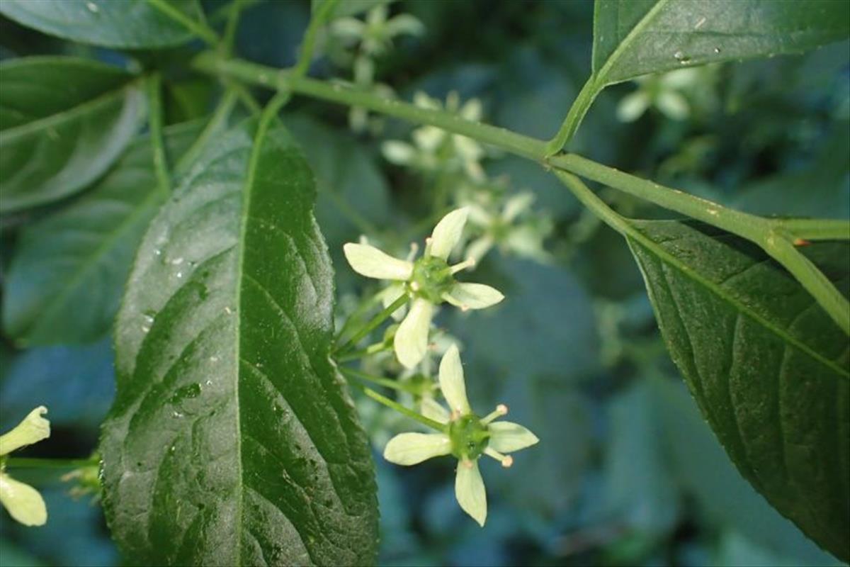 Euonymus fortunei (door Clemens Appelman)