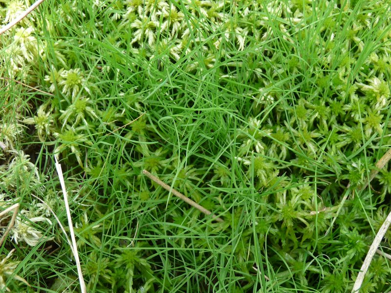 Agrostis canina (door Willemien Troelstra)