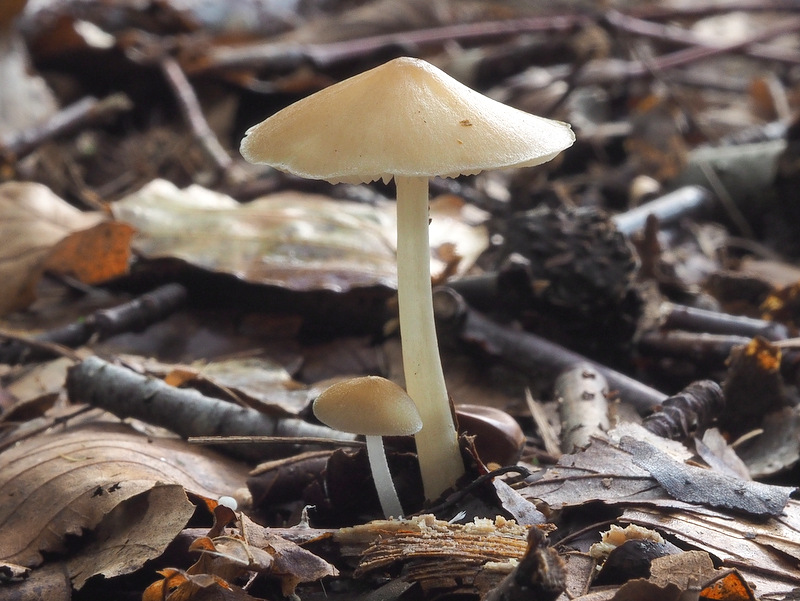 Hydropus subalpinus (door Ton Hermans)