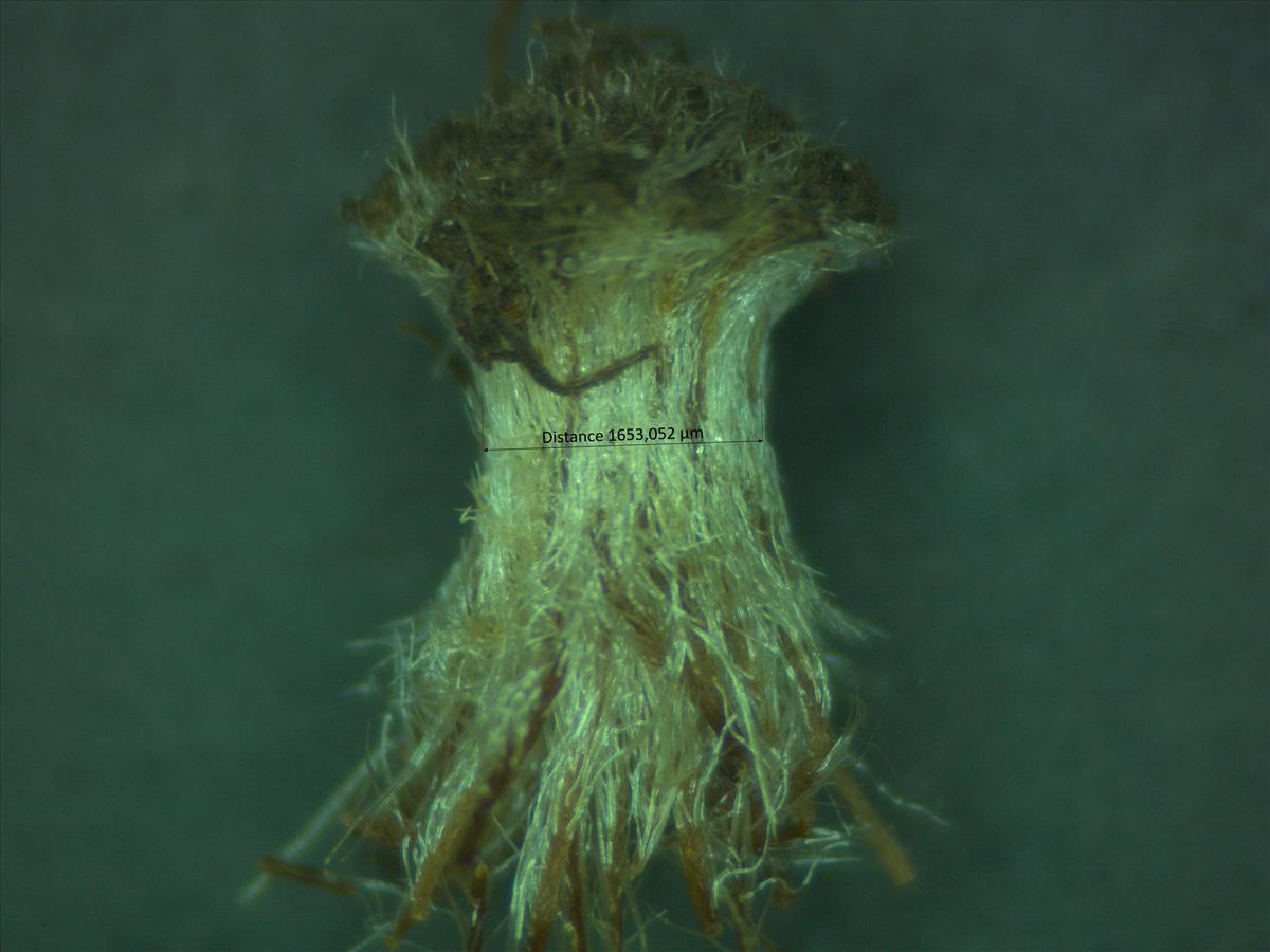 Rosa rubiginosa (door Jan Klinckenberg)