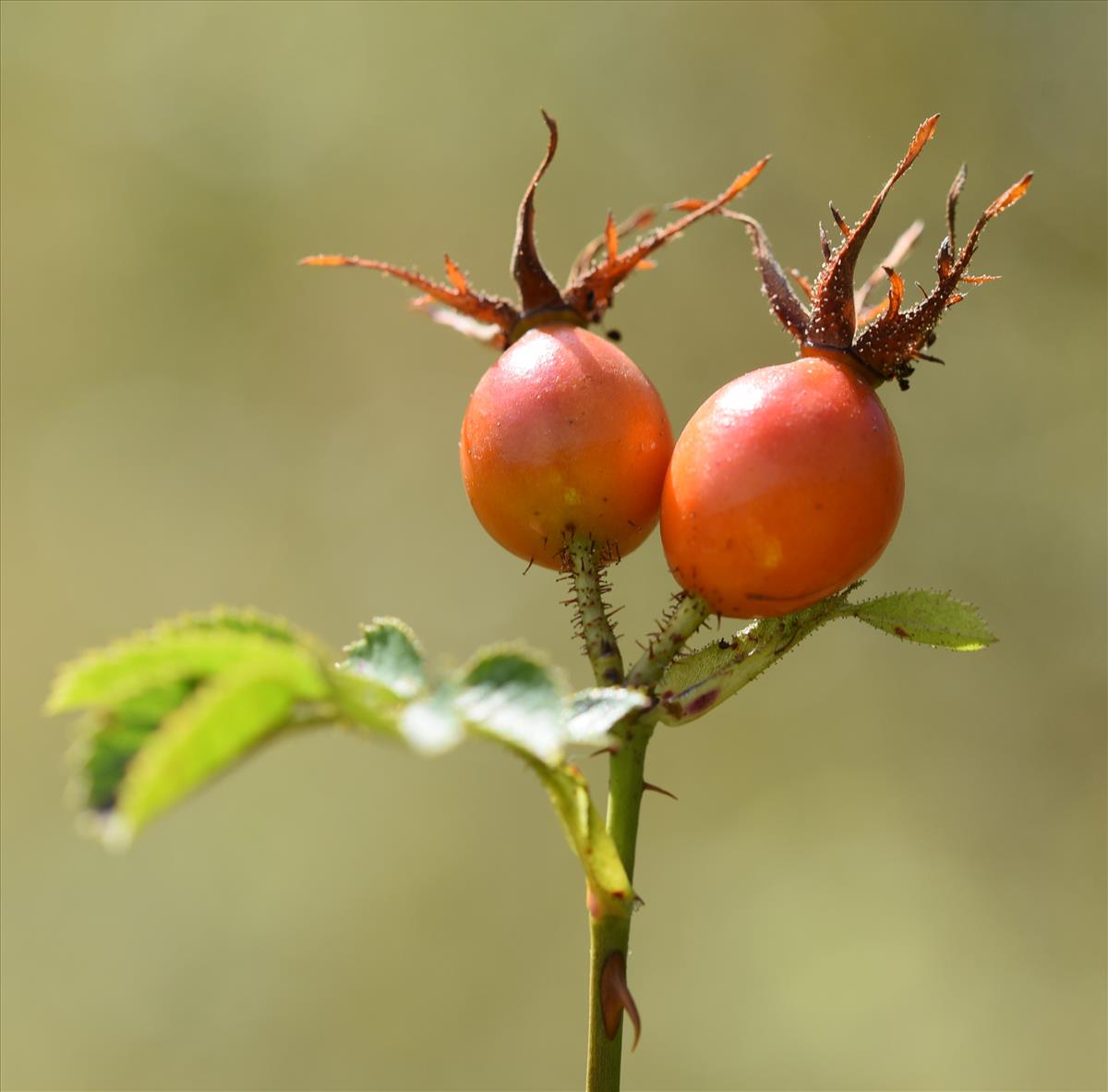 Rosa rubiginosa (door Jan Klinckenberg)