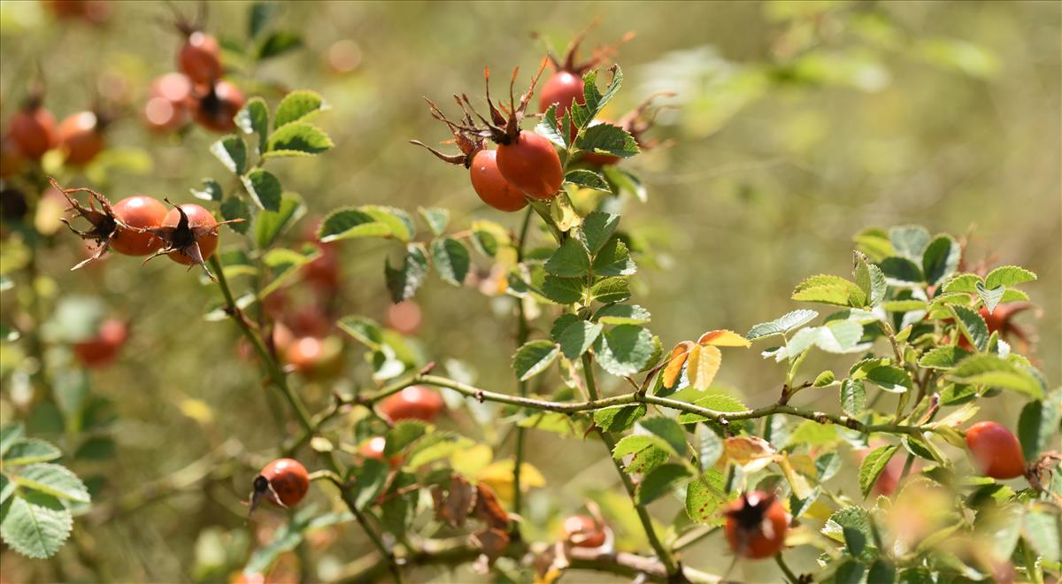 Rosa rubiginosa (door Jan Klinckenberg)