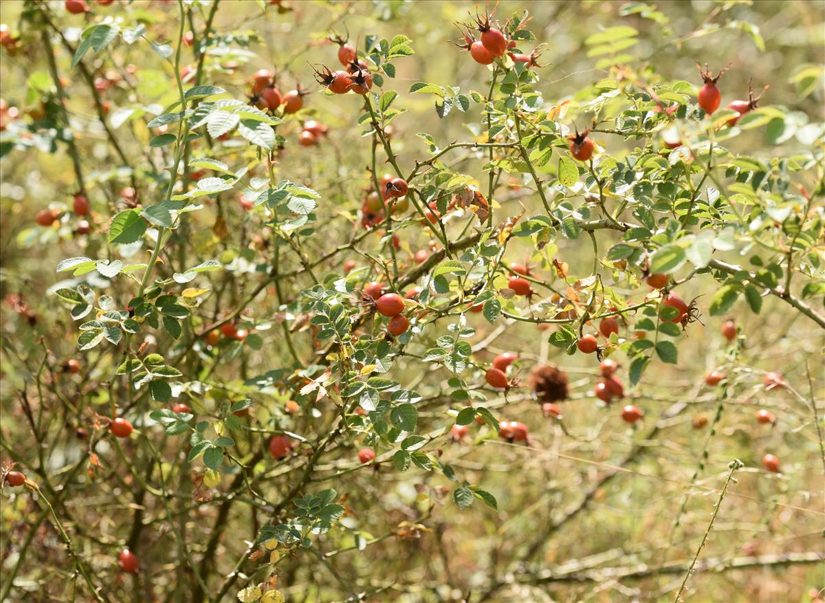 Rosa rubiginosa (door Jan Klinckenberg)