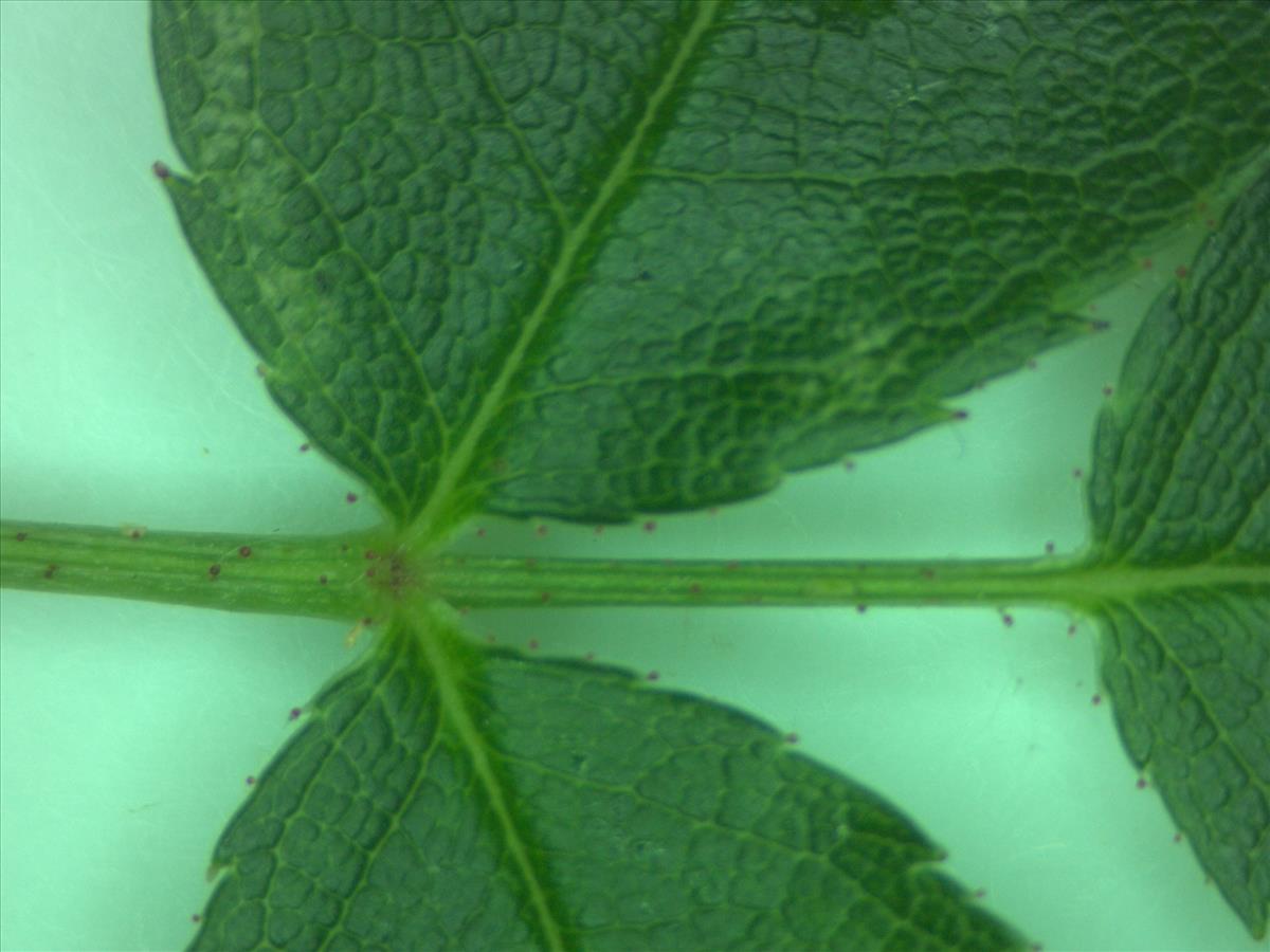 Rosa x insignis (door Jan Klinckenberg)