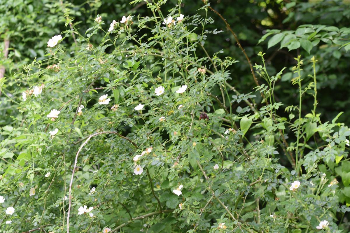 Rosa x insignis (door Jan Klinckenberg)