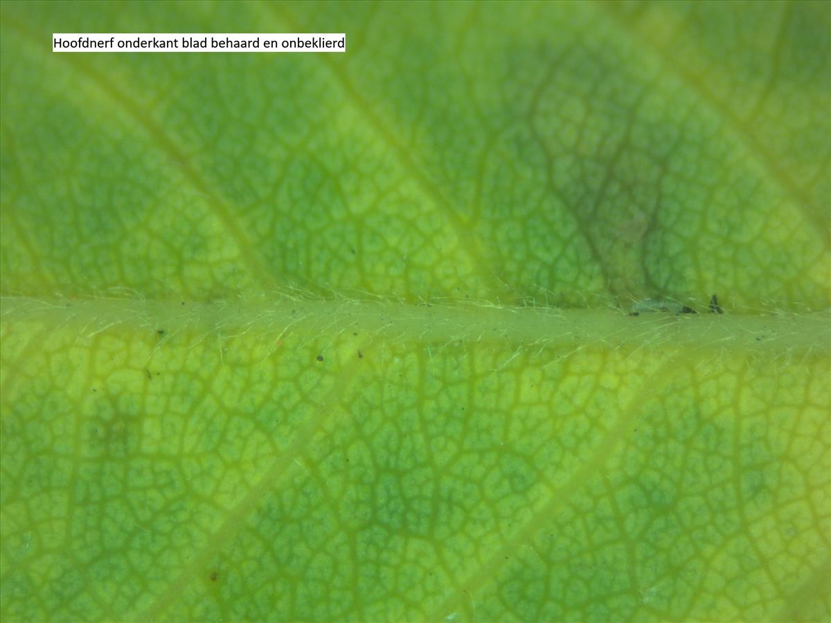 Rosa x semiglabra (door Jan Klinckenberg)