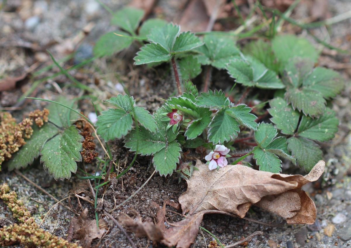 Potentilla micrantha (door Niels Eimers)