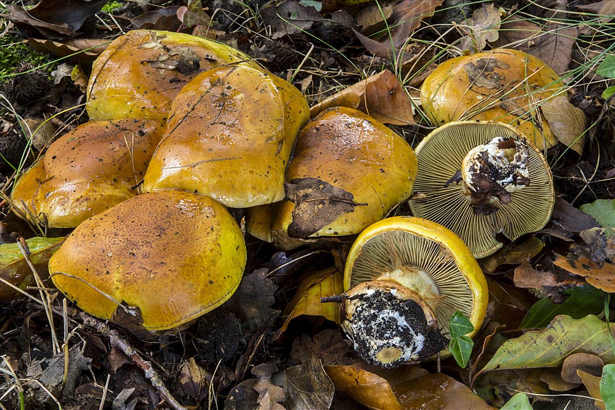 Cortinarius bergeronii (door Nico Dam)
