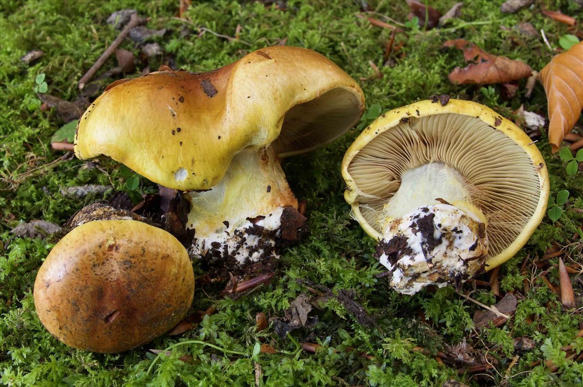 Cortinarius bergeronii (door Peter Verstraeten)