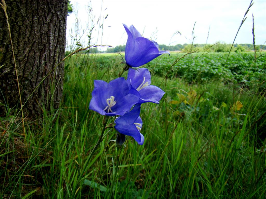 Campanula persicifolia (door Joop Verburg)