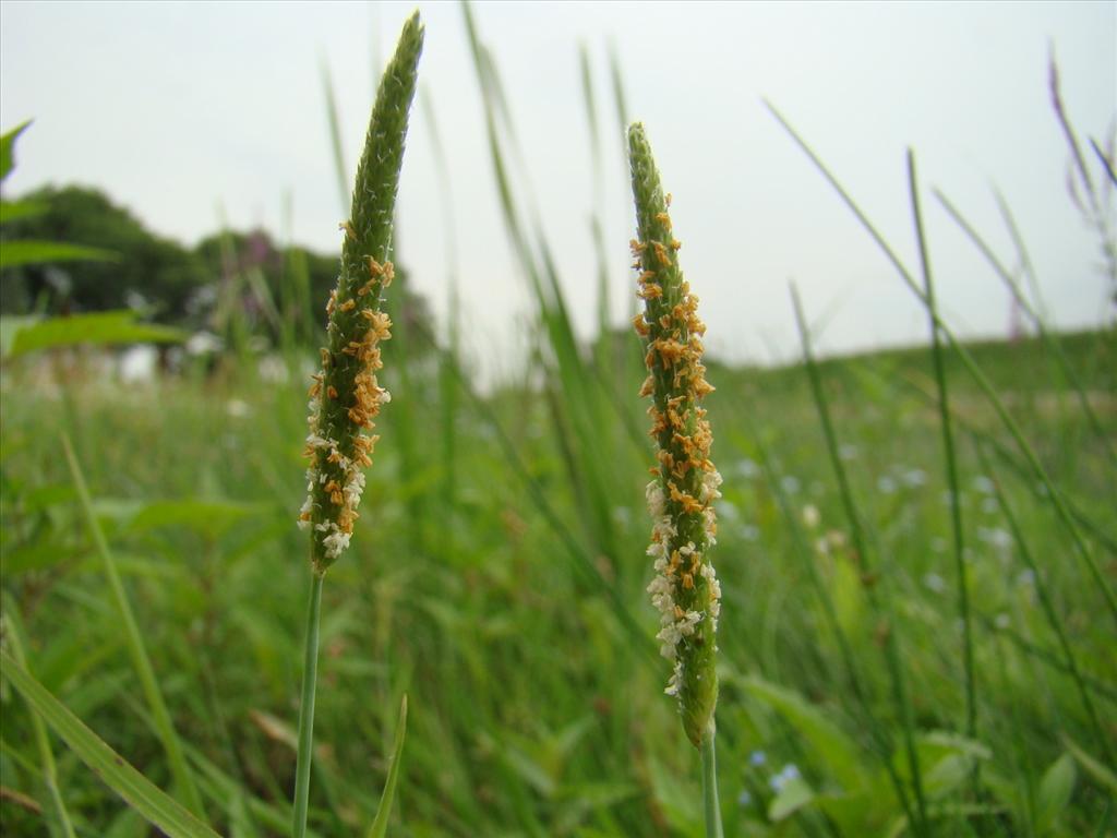 Alopecurus aequalis (door Joop Verburg)