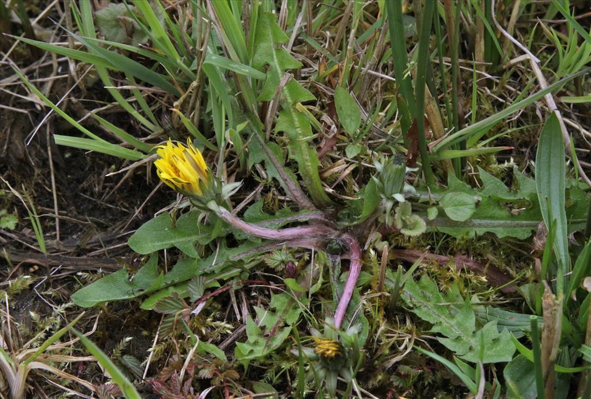 Taraxacum bracteatum (door Jelle J. Hofstra)