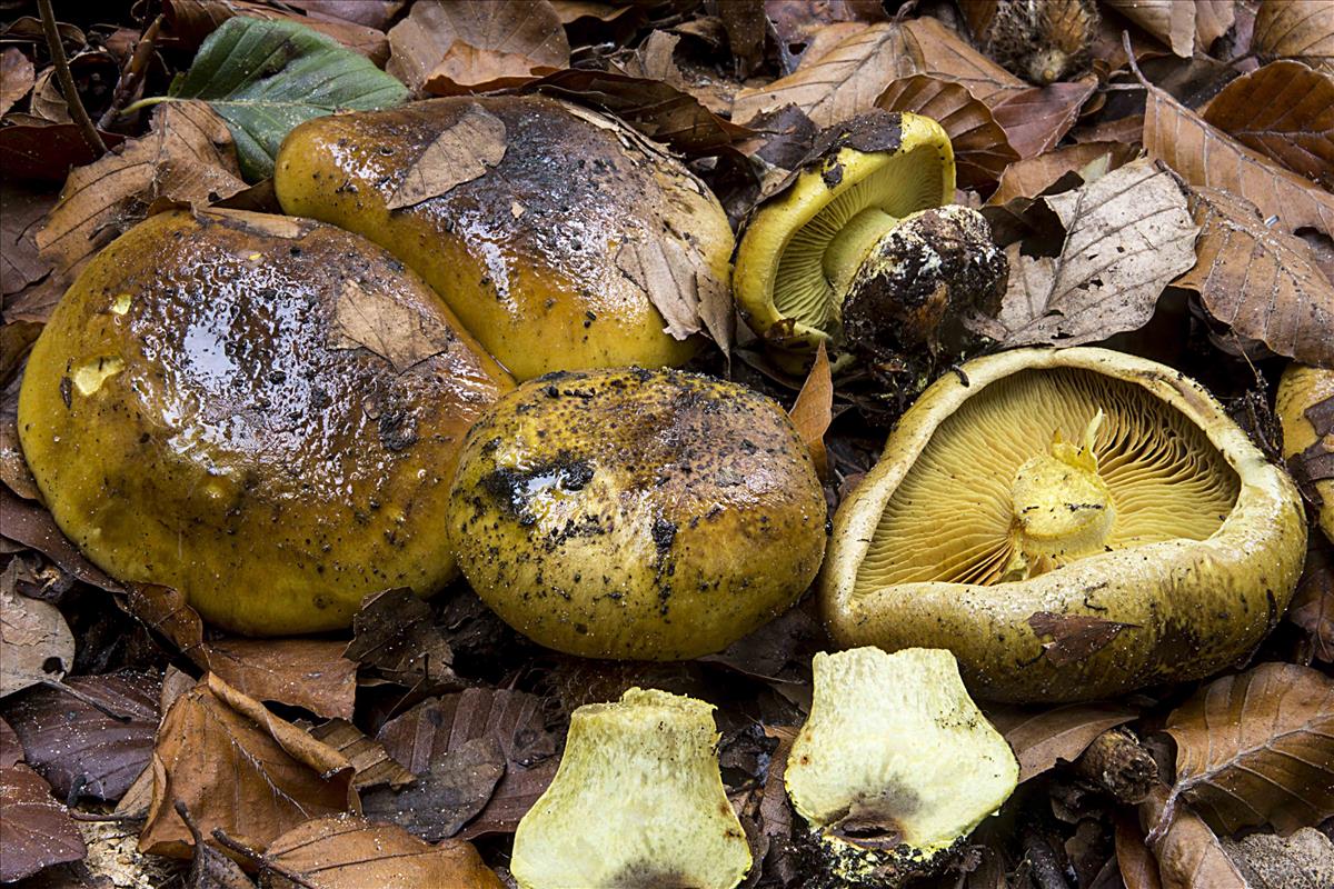 Cortinarius pseudosulphureus (door Nico Dam)